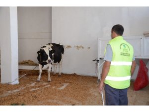 Kesileceğini anlayan kızgın inek iğneyle sakinleştirildi
