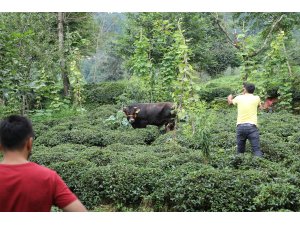 Kesime götürülürken iki kişiyi yaralayan boğa kaçtı