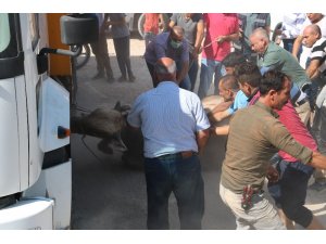 Şanlıurfa’da kaçan kurbanlıklar sahiplerine zor anlar yaşattı