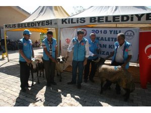 Bakanların Kurbanları Kilis’te kesildi
