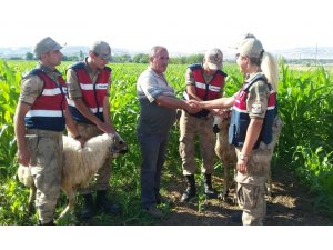 Elazığ’da kaybolan kurbanlıklar drone ile bulundu