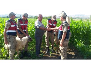 Kaçan kurbanlık koçlar drone ile bulundu