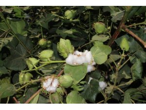 Pamuk sektörü için ’ambargo’ açıklaması