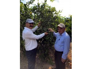 Narenciye üretiminde Akdeniz meyve sineğiyle mücadelede destek