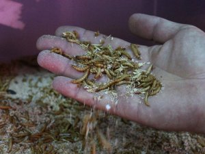 Paketleyip kilosunu 90 TL’den sattığı kurtlarla Avrupa’ya açılacak