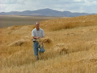 4 dekarlık alandaki ürünü biçip kaçtılar