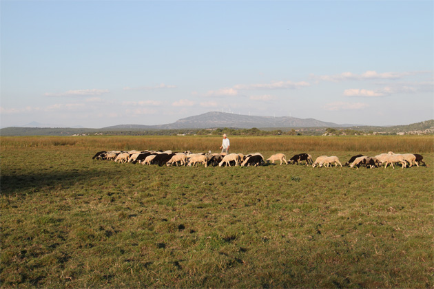 Üniversiteli çobanın okuma azmi