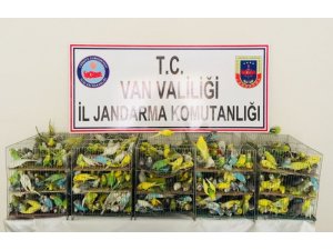 Jandarma yol kontrolünde 630 kaçak muhabbet kuşu ele geçirdi