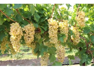 Yaş üzüm ihracatında yüzde 43 artış