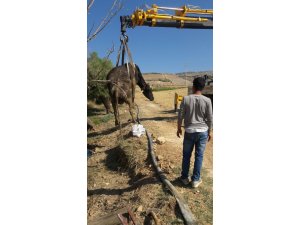 Çamura saplanan inek 2 gün sonra kurtarıldı