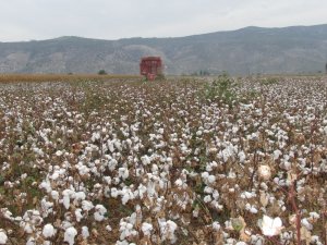 Pamukta işler yolunda