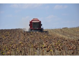 Ay çiçeği üreticisine 2 milyon 287 bin lira destekte bulunuldu