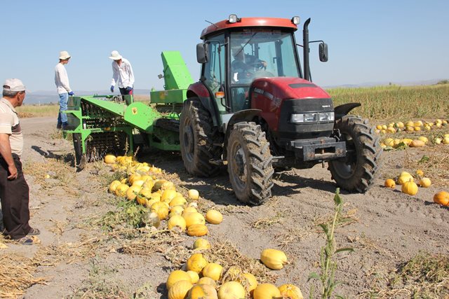 Seydişehir’de kabak hasadı başladı