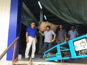 Üretici, fındık fiyatlarının yükselmesini bekliyor