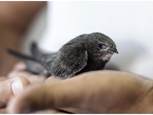 Bahçesinde bulduğu "ebabil" artık emin ellerde