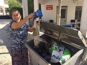 Milas’ta çok sayıda kedi ölü bulundu