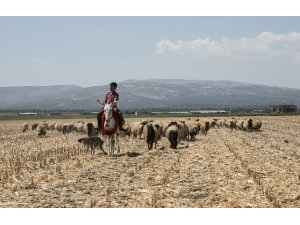 "Beyaz eşekleri" koruma çalışması sonuç veriyor