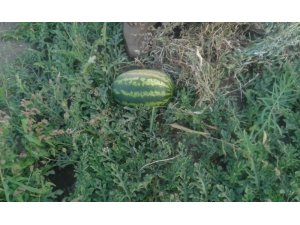 Hakkari’de karpuz bereketi