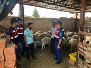 Karacasu’dan 50 adet koyun çalan 2 hırsız tutuklandı