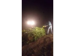 150 adet hint keneviri benzin dökülerek yakıldı