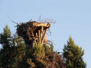 Beyşehir'in leylekleri göç etti