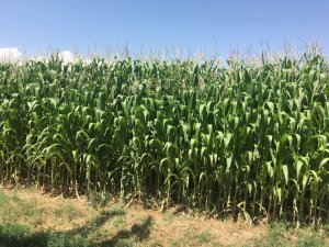 Burhaniye Belediyesi besicileri sevindirecek