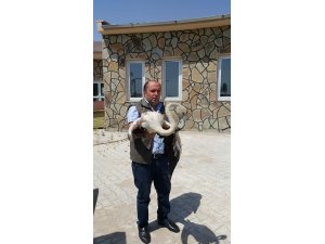 Yaralı Flamingo tedavi altına alındı