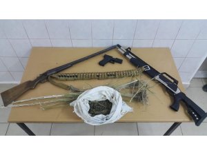 Çankırı’da 69 kök kenevir ele geçirildi