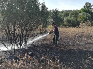 Boş arazide çıkan yangın zeytin ağaçlarına sıçradı