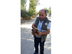 Yaralı Kızıl Şahin tedavi altına alındı
