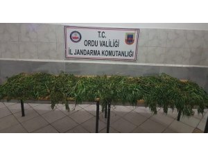 Ordu’da 8 kilo 150 gram kubar esrar ele geçirildi