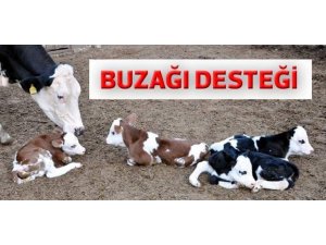 Buzağı desteği için son 2 gün