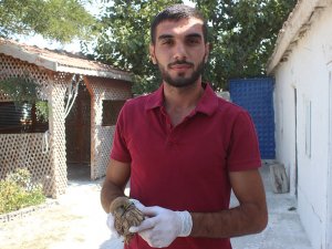 Yaralı atmacaya vatandaş sahip çıktı