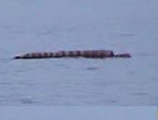 Van Gölü canavarı görüntülendi