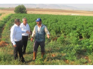 Araban Oavsında çiçek ve koza dökülmeleri üreticiyi tedirgin etti