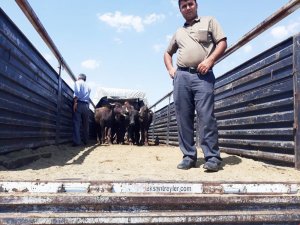 Silvan’da 35 adet manda dağıtıldı