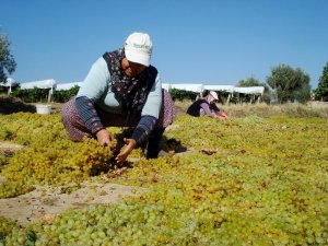 Sarıgöl’de üzüm kurutma çalışmaları başladı