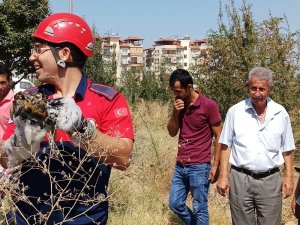 Boruya sıkışan 4 kaplumbağayı itfaiye kurtardı