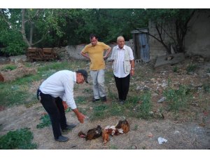 Başıboş köpekler 10 tavuğu telef etti