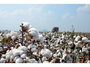 Çukurova’da ‘beyaz altın’ eski günlerine dönüyor