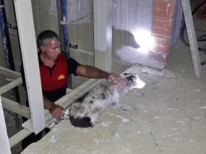 Asansör boşluğuna düşen köpeği itfaiye kurtardı