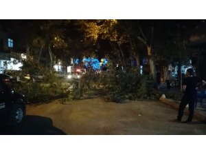 Kırılan ağacın dalları caddeyi trafiğe kapattı