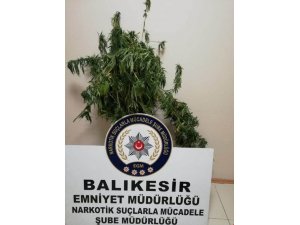 Mısır tarlasına kenevir ekti