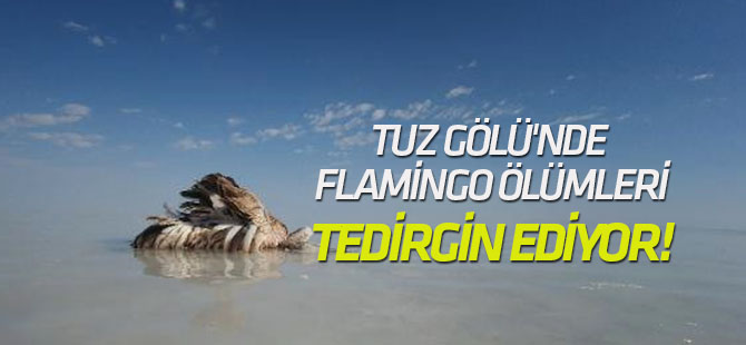 Tuz Gölü'nde Yavru Flamingo Ölümleri Tedirgin Ediyor