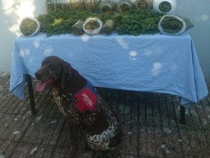 Sakarya'da uyuşturucu operasyonu