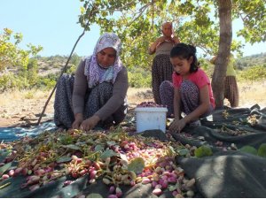 Karaman’da Antep fıstığı hasadı başladı