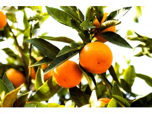 C Vitamini: En Çok Hangi Besinde Var? Nasıl Alınır? Eksikliğinde Neler Olur?