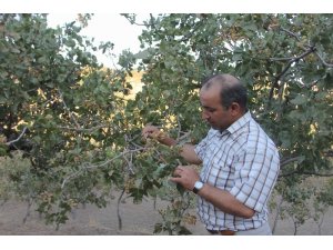 Siirtli çiftçiler ‘yeşil altın’ hasadına hazırlanıyor