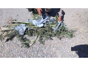 Elazığ’da 1,5 kilo esrar ele geçirildi