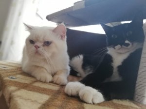 Güpegündüz sahipli kediyi böyle alıp gittiler